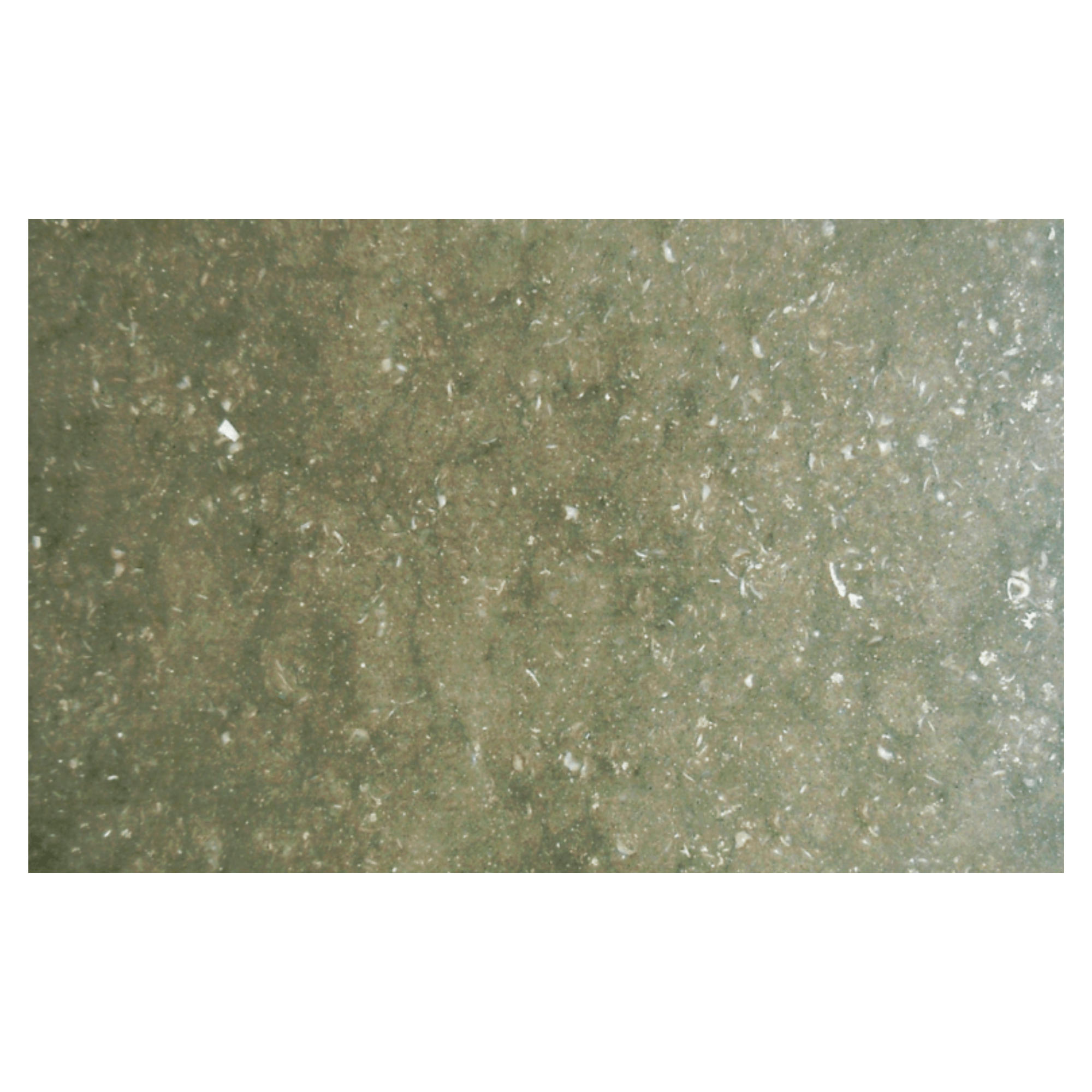 Efesus Stone Coquillage