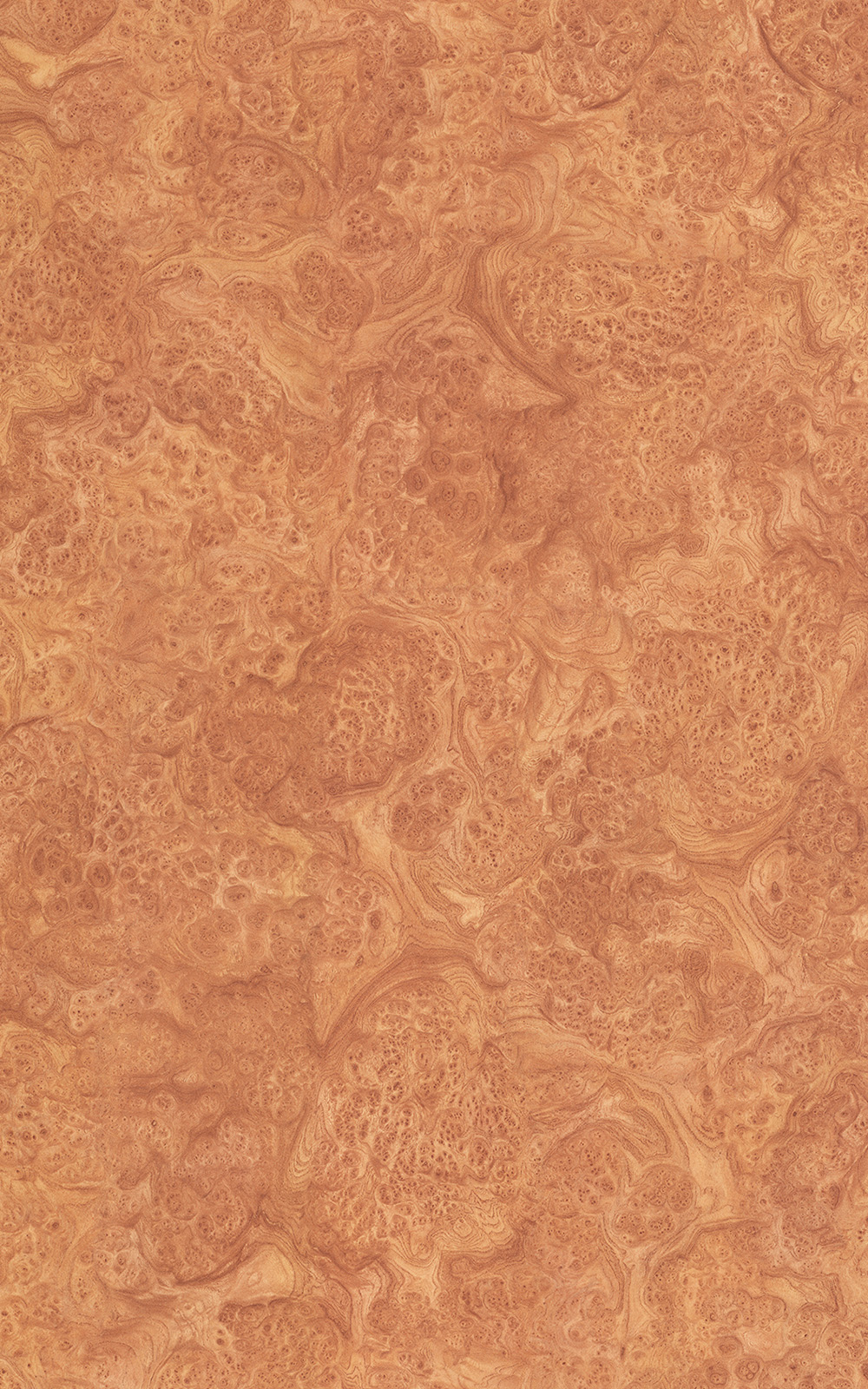 Elm Burl  -  3103 Laminat